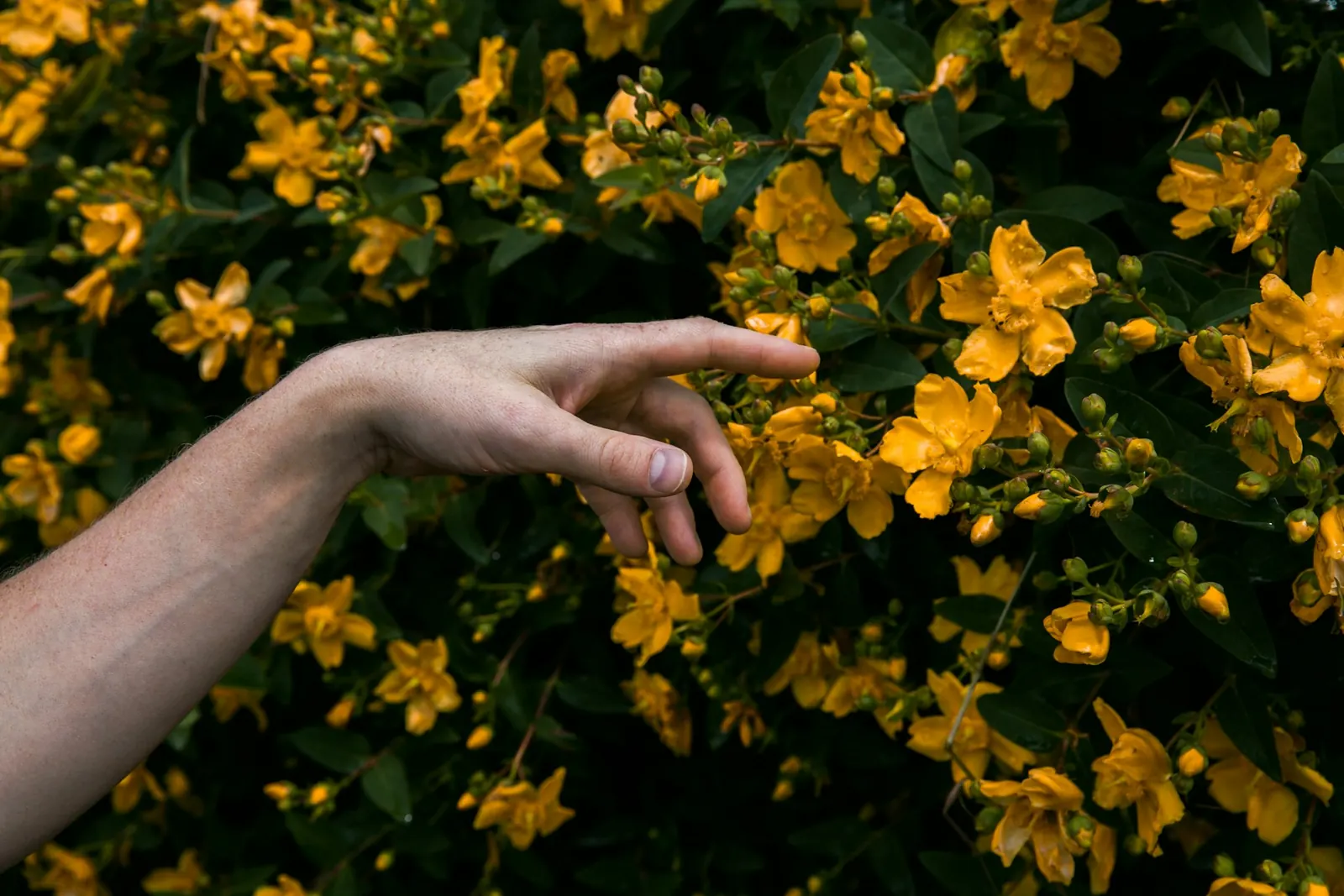 Een hand reikt naar gele bloemen tussen donkergroen blad.